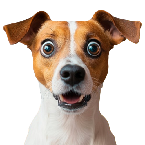 Cão atendido no laboratório